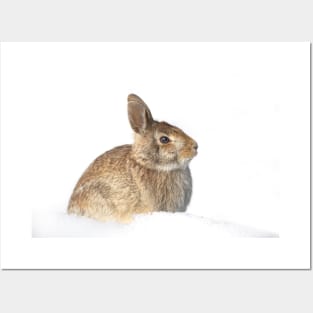 Eastern Cottontail Posters and Art